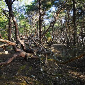 Trollskogen och dess tallar