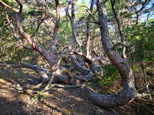 Tallarna som ofta får symbolisera Trollskogen