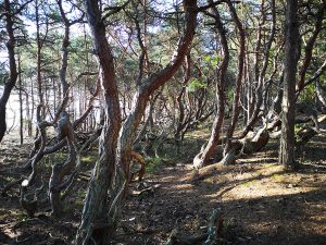 Knotiga tallar i Trollskogen