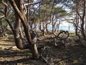 Tallar i Trollskogen